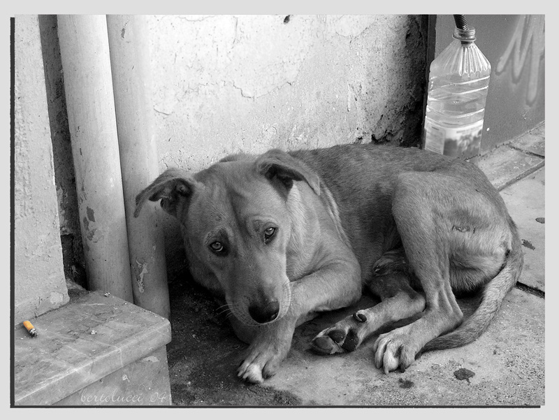 http://www.applause4paws.com/images/Home%20Page/Applause%204%20PAWS%20Website/sad%20dog.bmp